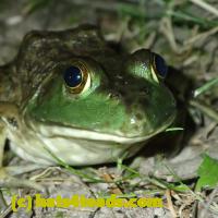/home//u458753944/public_html/sourcegallery//Frogs/More bullfrogs/P7010203.JPG